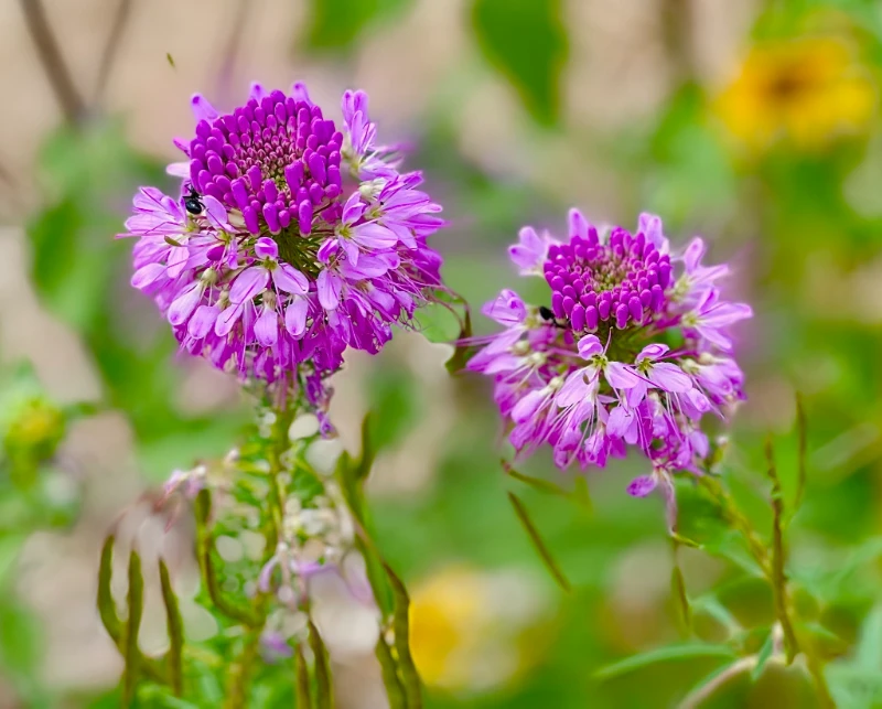cleome serrulata by the foragers path