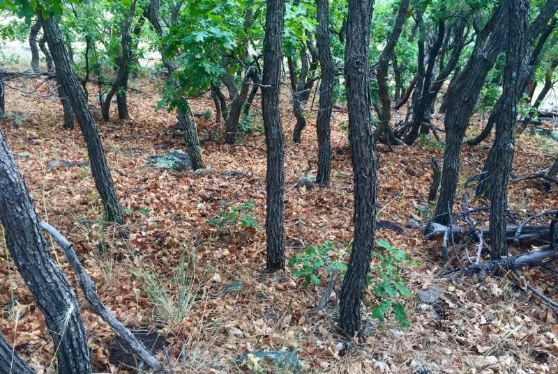 gambel oaks land assessment by foragers path