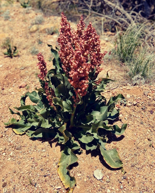 pink plant in arizona