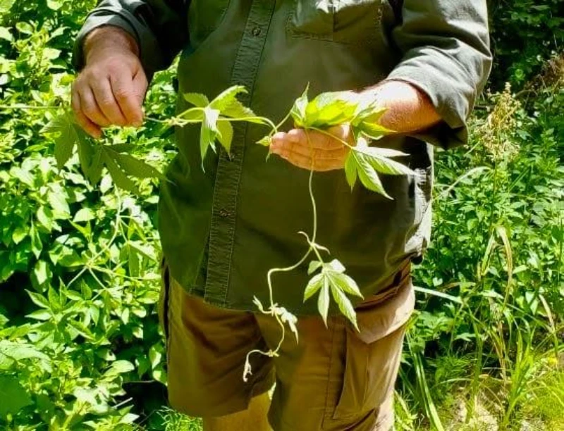 teaching about plants and botanicals