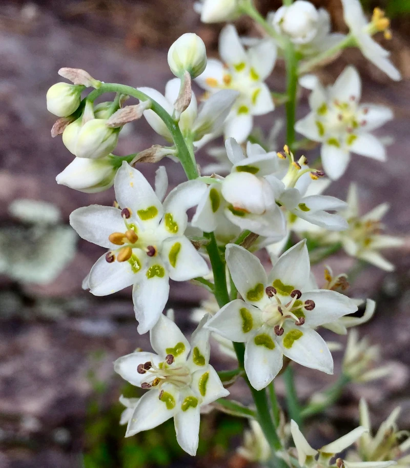 white flower botanical used by the forager's path
